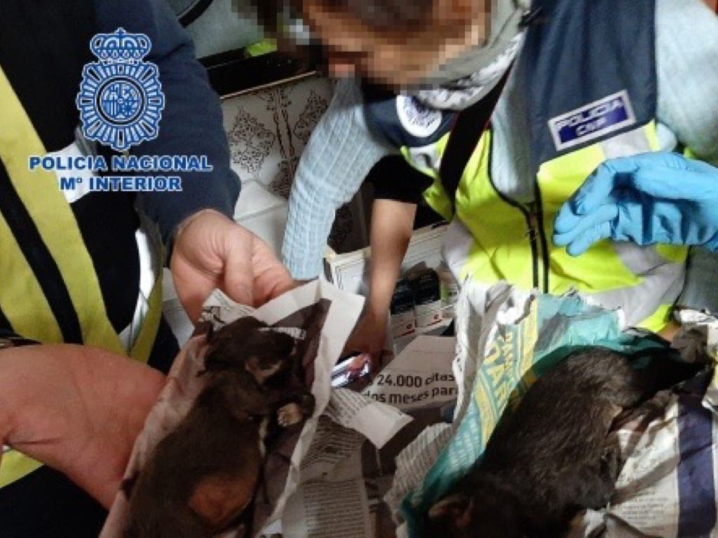 Rescatados 270 perros de dos criaderos ilegales desmantelados en Meco y Arganda