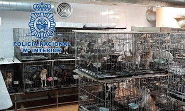 Los 270 perros rescatados en Arganda y Meco aún no pueden ser adoptados