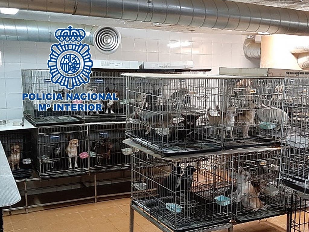 Los 270 perros rescatados en Arganda y Meco aún no pueden ser adoptados