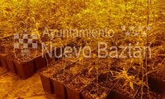 Hallan 800 plantas de marihuana en un chalet de Nuevo Baztán