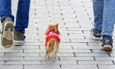Los animalistas rechazan el ADN canino que quiere implantar Alcalá de Henares