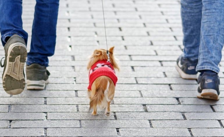 El Gobierno obligará a hacer un cursillo a los que quieran tener un perro