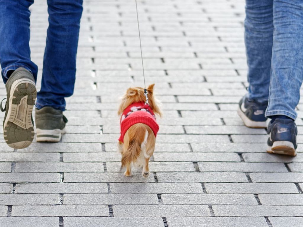 Los animalistas rechazan el ADN canino que quiere implantar Alcalá de Henares