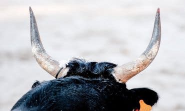 Suspendida una corrida de toros en Miraflores por un brote de coronavirus