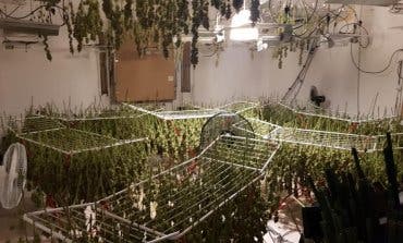 Detenidos dos colombianos en Camarma de Esteruelas por cultivar 579 plantas de marihuana