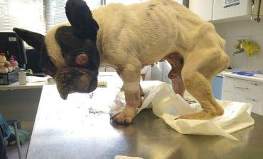 Se recupera en Torrejón de Ardoz un bulldog encontrado en un contenedor