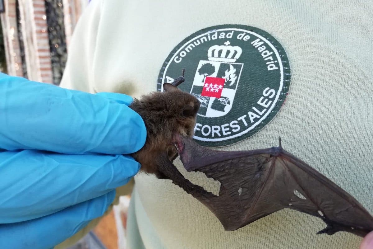 Agentes Forestales restacan a un murciélago herido en un chalé de Rivas