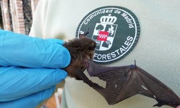 Agentes Forestales restacan a un murciélago herido en un chalé de Rivas