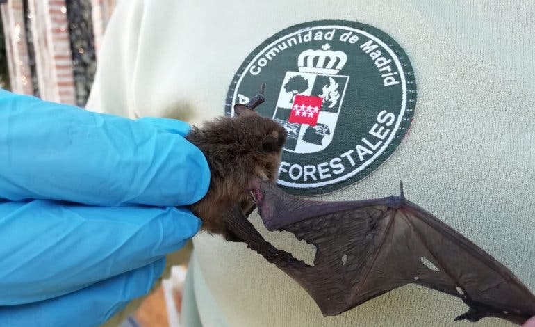 Agentes Forestales restacan a un murciélago herido en un chalé de Rivas