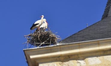 Las cigüeñas vuelven a la torre de la iglesia de Torrejón de Ardoz