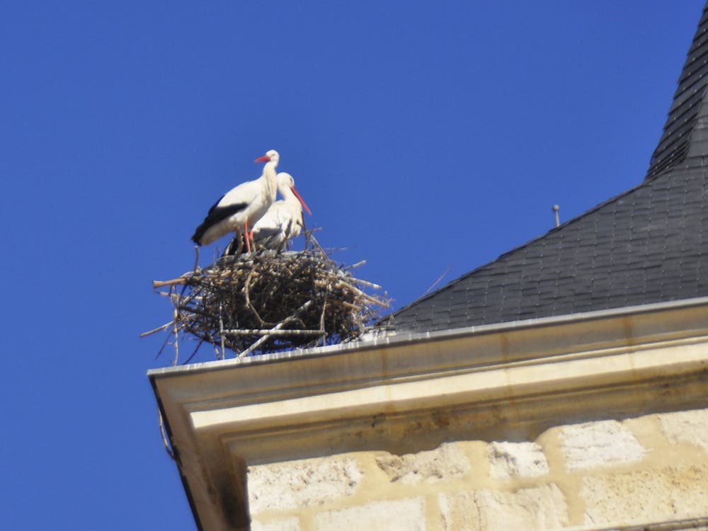 Las cigüeñas vuelven a la torre de la iglesia de Torrejón de Ardoz