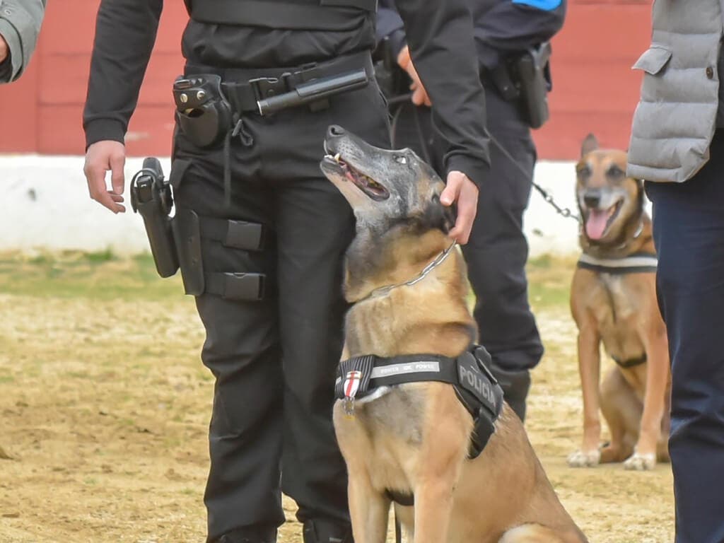 Se jubila Udyco, uno de los perros policía de Torrejón de Ardoz