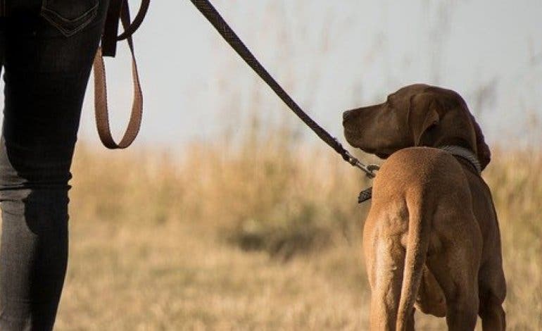 Estado de alarma: La advertencia de la Policía de Meco a los dueños de perros