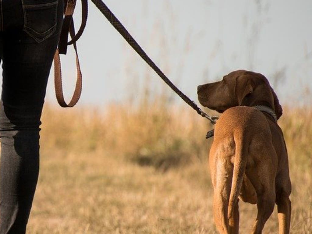 Estado de alarma: La advertencia de la Policía de Meco a los dueños de perros