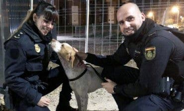 Policías nacionales evitan que un perro sea atropellado en Alcalá de Henares 