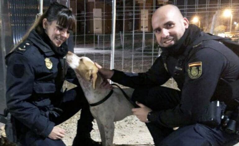 Policías nacionales evitan que un perro sea atropellado en Alcalá de Henares 