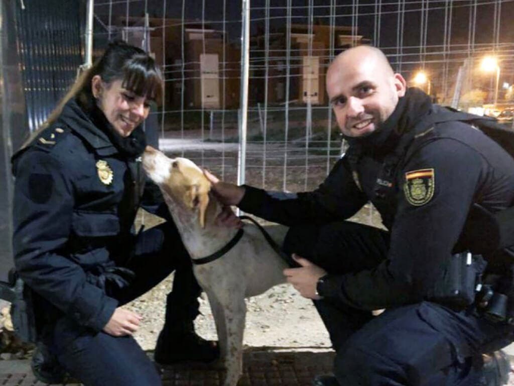 Policías nacionales evitan que un perro sea atropellado en Alcalá de Henares 