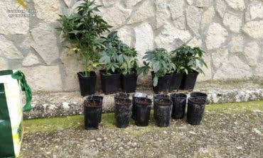 Interceptado un vecino de Torrejón de Ardoz en Cuenca con 17 plantas de marihuana