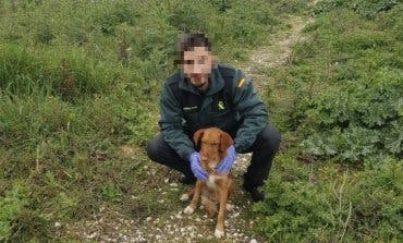 Rescatan a un perro en Cabanillas que llevaba dos días atrapado en una alcantarilla