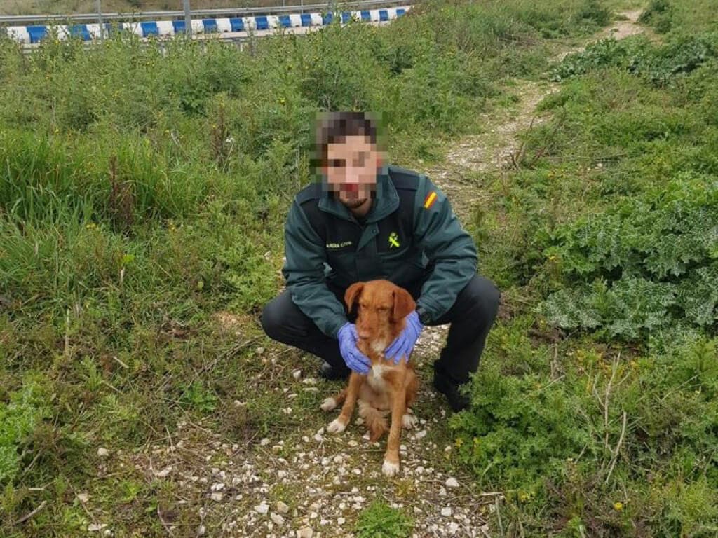 Rescatan a un perro en Cabanillas que llevaba dos días atrapado en una alcantarilla