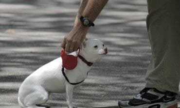 En Paracuellos sólo se podrá pasear al perro tres veces al día