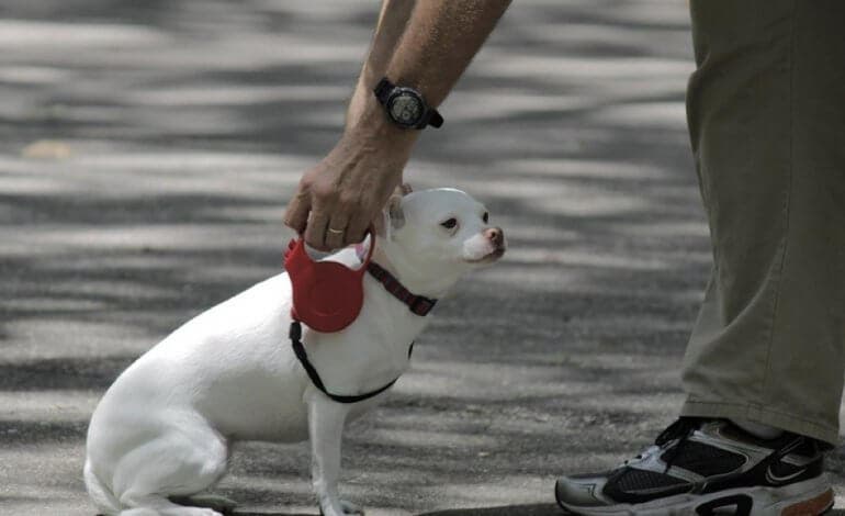 Alcalá de Henares pospone el ADN canino que costará 33 euros por perro aunque habrá descuentos 