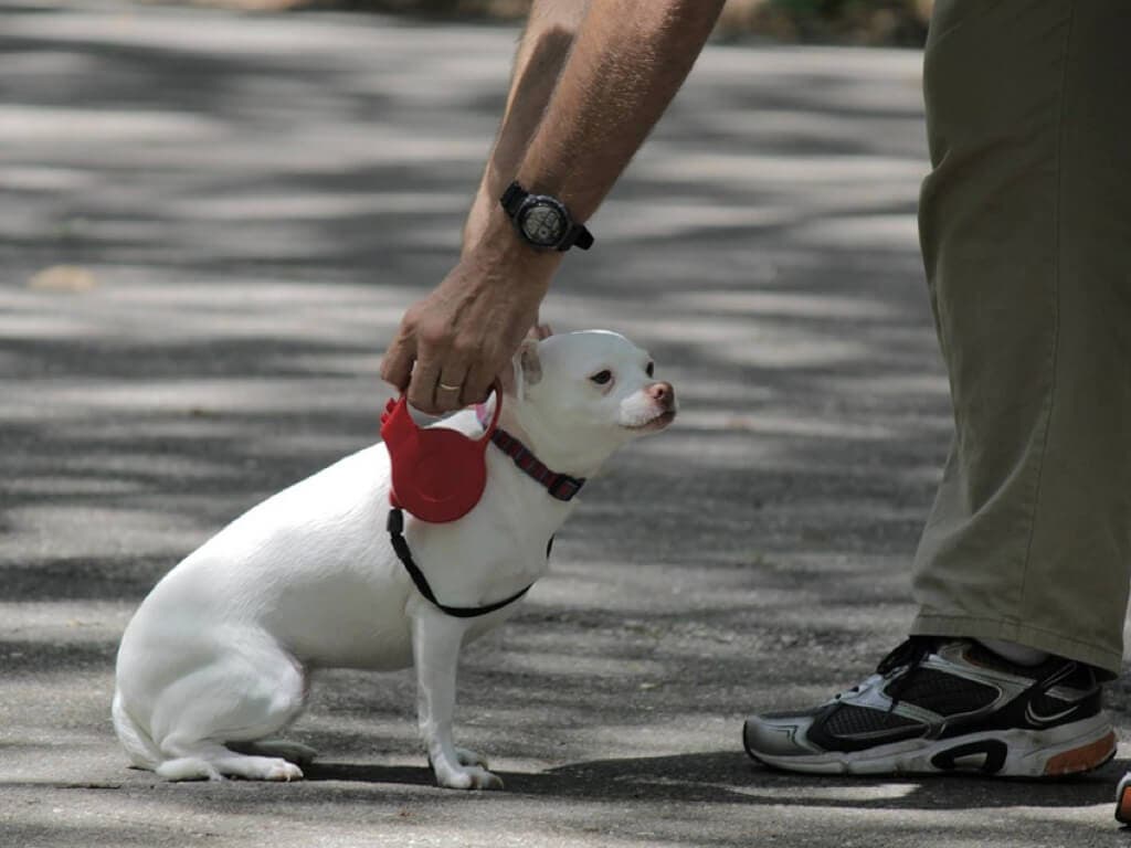 En Paracuellos sólo se podrá pasear al perro tres veces al día