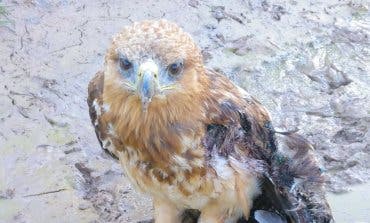 Rescatan a un águila calzada herida en Guadalajara