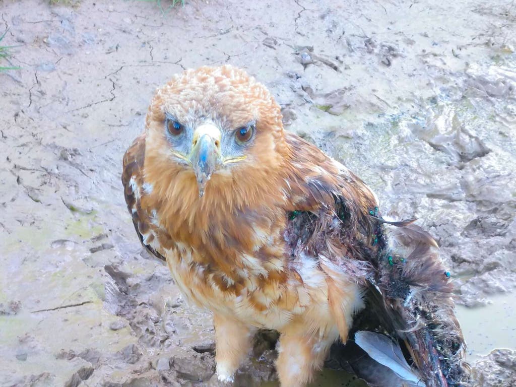 Rescatan a un águila calzada herida en Guadalajara