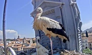 Las cigüeñas youtubers de Alcalá de Henares vuelven en directo
