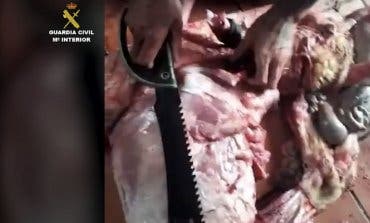 Se saltan el confinamiento en Guadalajara para robar un cordero y desollarlo