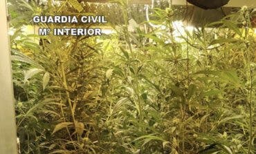 El olor a marihuana delató a un joven de Guadalajara que escondía 608 plantas