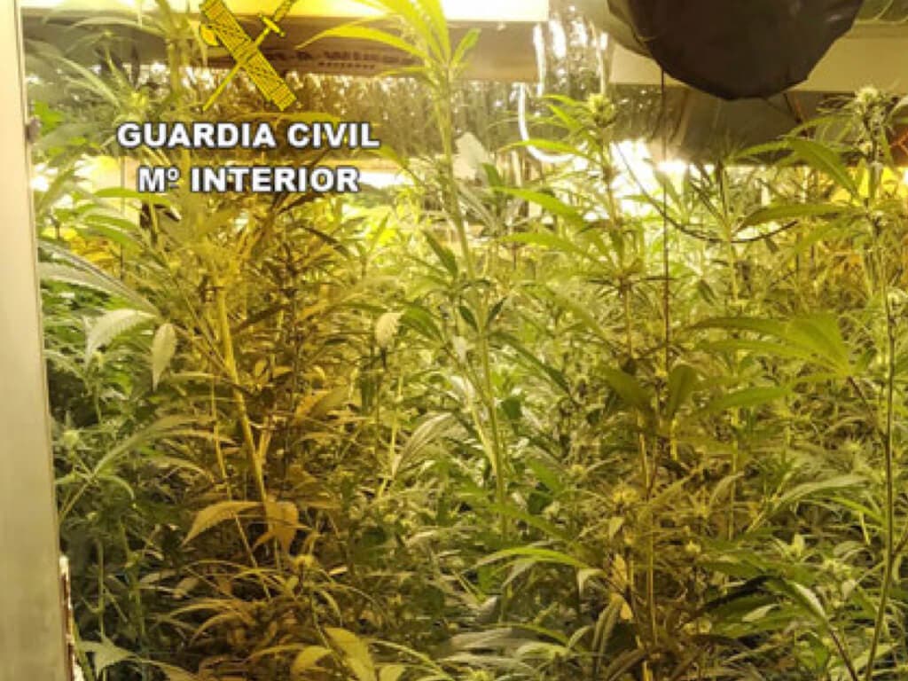 El olor a marihuana delató a un joven de Guadalajara que escondía 608 plantas