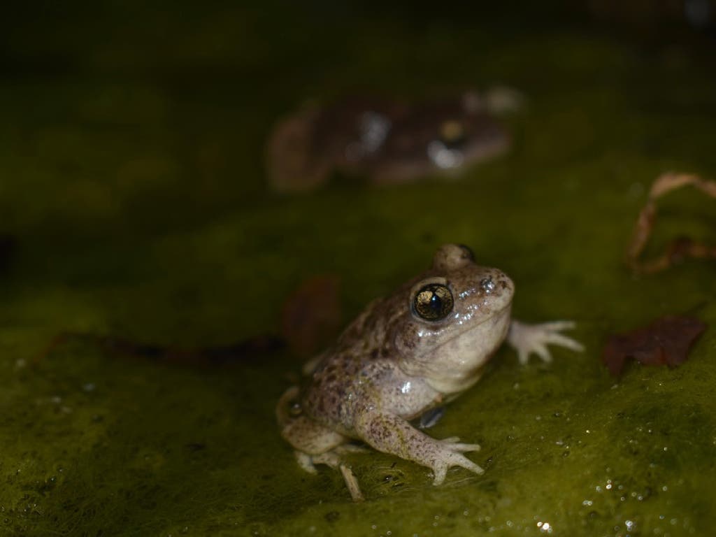 Villar del Olmo, paraíso de los anfibios más protegidos de Madrid