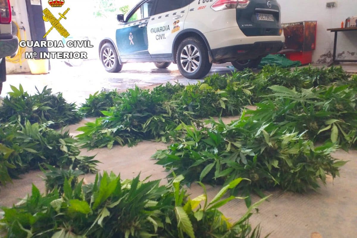 Sorprendido en Guadalajara cuando trasladaba varias bolsas con 400 plantas de marihuana