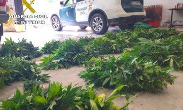 Sorprendido en Guadalajara cuando trasladaba varias bolsas con 400 plantas de marihuana