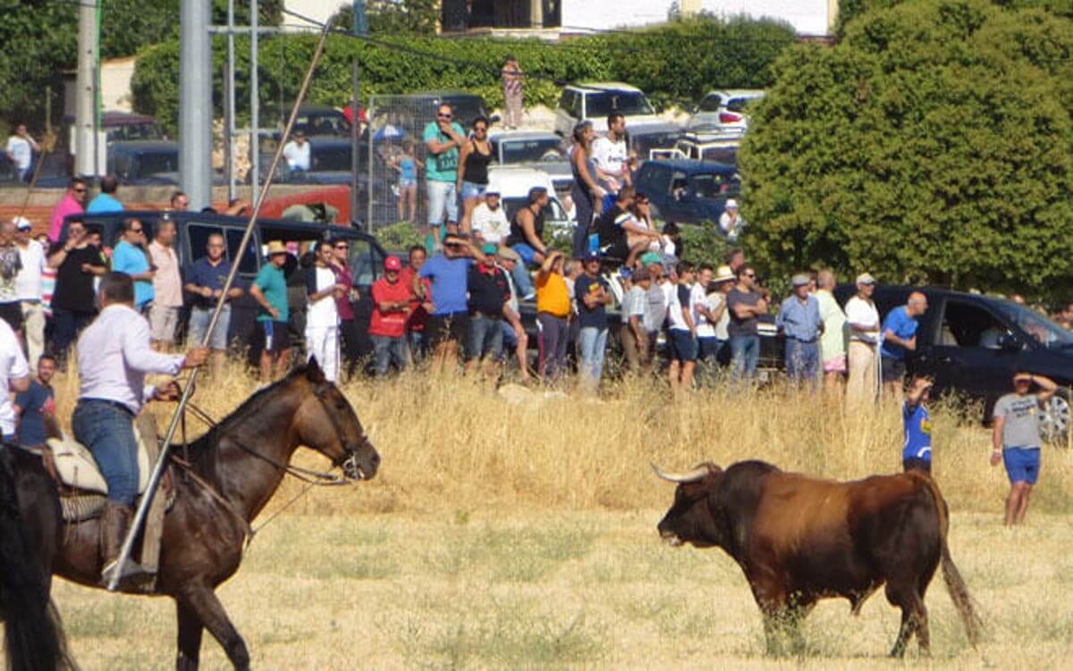 Ganaderos de la provincia de Guadalajara confían en poder celebrar encierros este verano