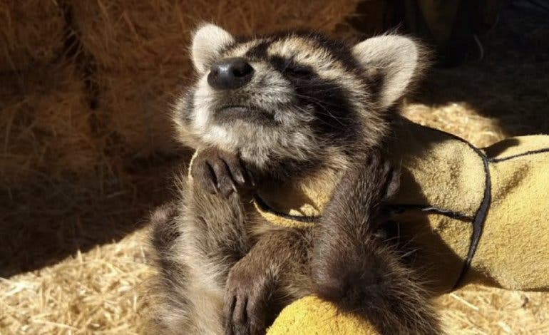 El Seprona captura dos mapaches cerca del río Henares en Fontanar (Guadalajara)