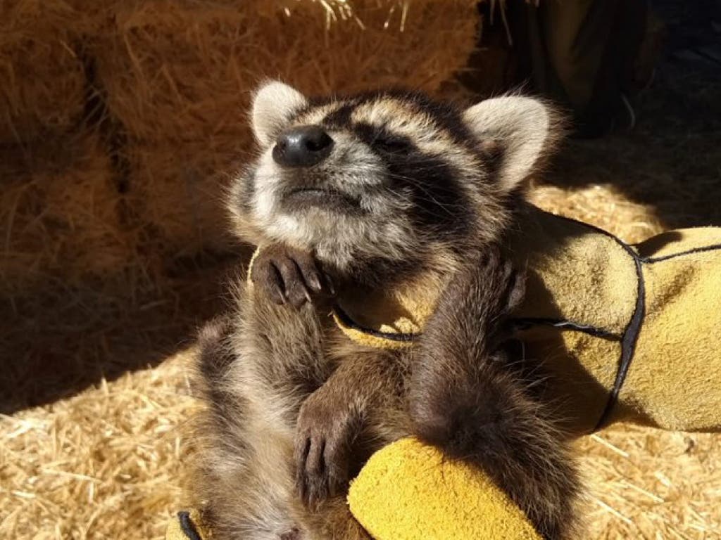 El Seprona captura dos mapaches cerca del río Henares en Fontanar (Guadalajara)