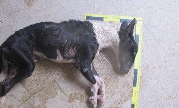 Investigado en Brihuega (Guadalajara) por la muerte de su perro por inanición