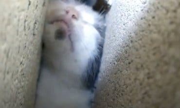 El angustioso rescate de un gato atrapado entre dos paredes en Morata de Tajuña