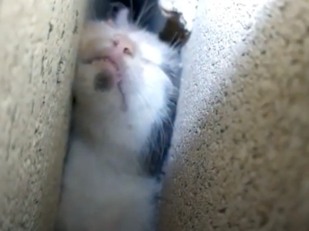 El angustioso rescate de un gato atrapado entre dos paredes en Morata de Tajuña