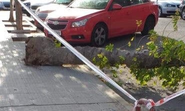 Cae un árbol en una calle de Coslada y denuncian falta de mantenimiento 