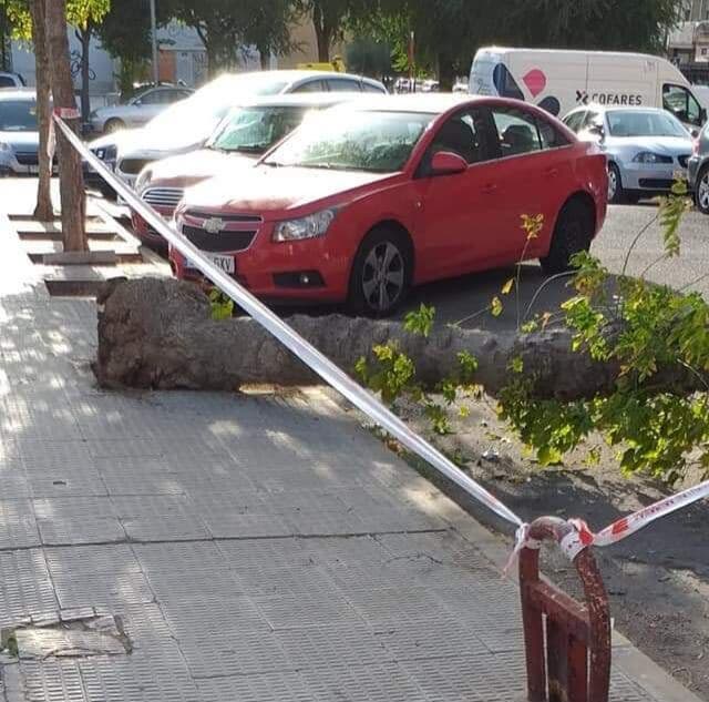 Cae un árbol en una calle de Coslada y denuncian falta de mantenimiento 