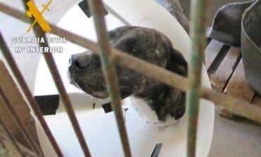 Imputado un vecino de Guadalajara por abandonar a su perro en Navarra