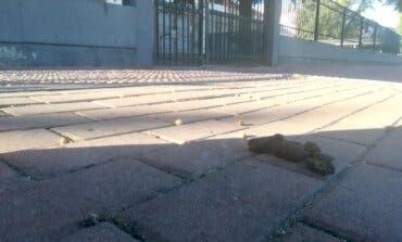 Denuncian suciedad en el entorno de los colegios de Alcalá de Henares