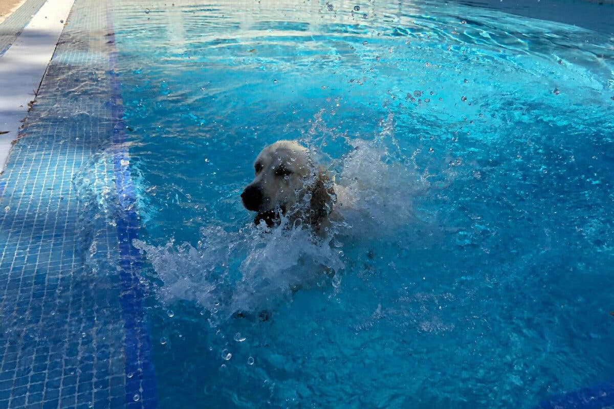 Paracuellos celebrará su tercer chapuzón perruno en la piscina municipal 