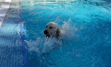 Paracuellos celebrará su tercer chapuzón perruno en la piscina municipal 