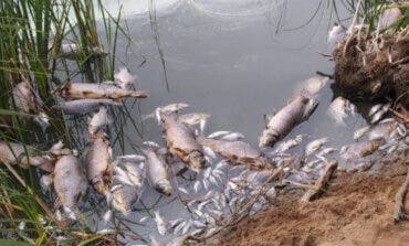 Aparecen decenas de peces muertos en una laguna de Velilla