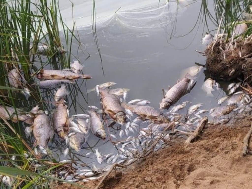 Aparecen decenas de peces muertos en una laguna de Velilla